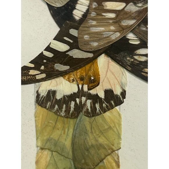 Vtg 70s Authentic Butterfly Wing Art Tropical Bird Parrot - Picture 4 of 6